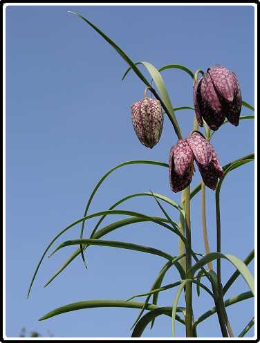 199: KievietsBloemP4120757<br>12-04-2003