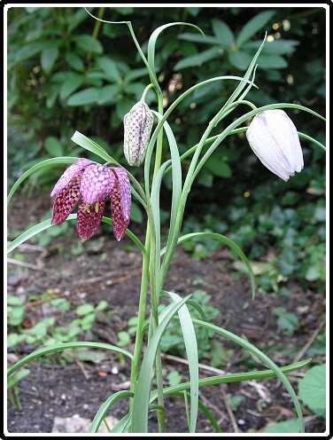 200: KievietsBloemP4120764<br>12-04-2003