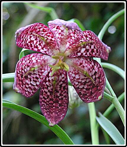 201: KievietsBloemP4120766<br>12-04-2003