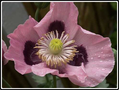 282: KlapRozen_060614_01<br>14-06-2006