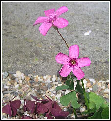 202: KlaverP6091809<br>09-06-2003