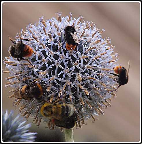 174: Kogel_Distel_130728_1849A<br>28-07-2013