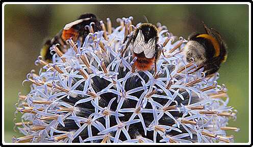 173: Kogel_Distel_130728_1852A<br>28-07-2013