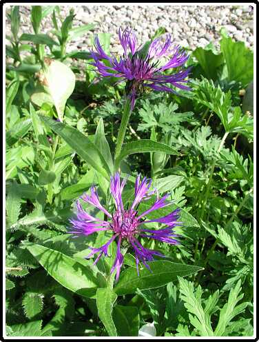 206: KorenbloemP5071245<br>07-05-2003