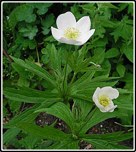 207: KornoeljeP5311480<br>31-05-2003