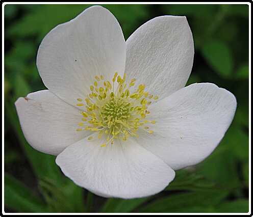 208: KornoeljeP5311482<br>31-05-2003