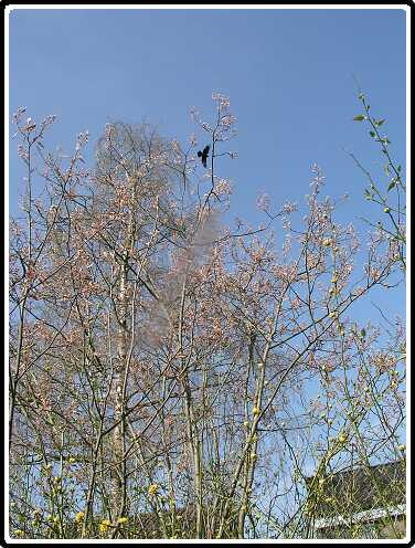 210: KrentP4140784<br>14-04-2003