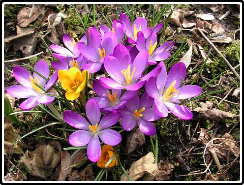 220: KrokusP3050164<br>05-03-2003