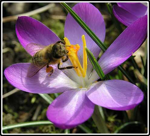 221: KrokusP3050165<br>05-03-2003