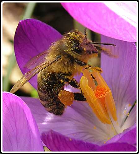 222: KrokusP3050167<br>05-03-2003