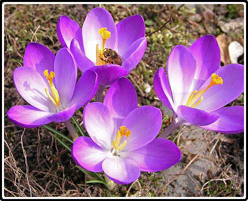 223: KrokusP3050171<br>05-03-2003