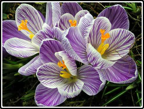 224: KrokusP3050181<br>05-03-2003