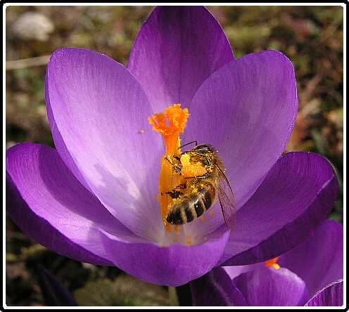 225: KrokusP3050183<br>05-03-2003