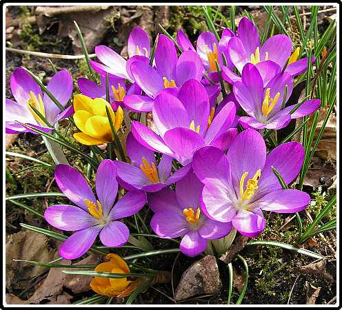 226: KrokusP3050190<br>05-03-2003