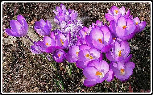 212: KrokusP3100216<br>10-03-2003