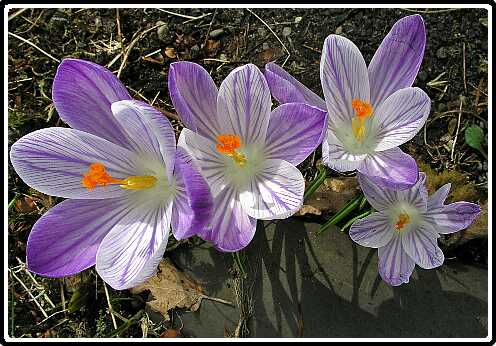 213: KrokusP3100217<br>10-03-2003