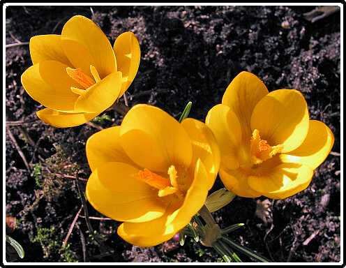 218: KrokusPA2270108<br>27-02-2003