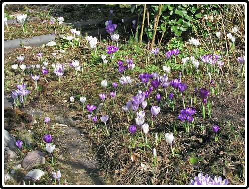 215: Krokus_BAP3130340<br>13-03-2003