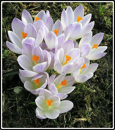 214: Krokus_DP3100220C<br>10-03-2003