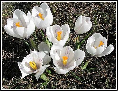 217: Krokus_EP3130348<br>13-03-2003