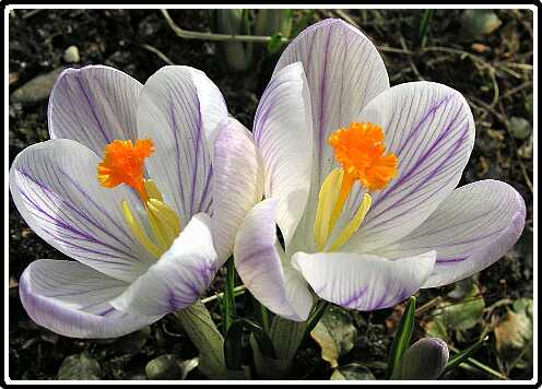 228: Krokus_FP3050189<br>05-03-2003