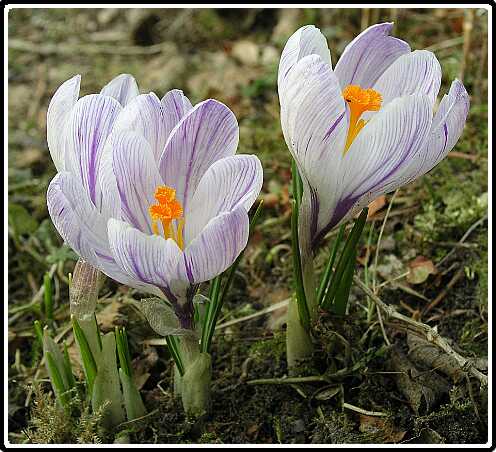 219: Krokus_GP2280111<br>28-02-2003