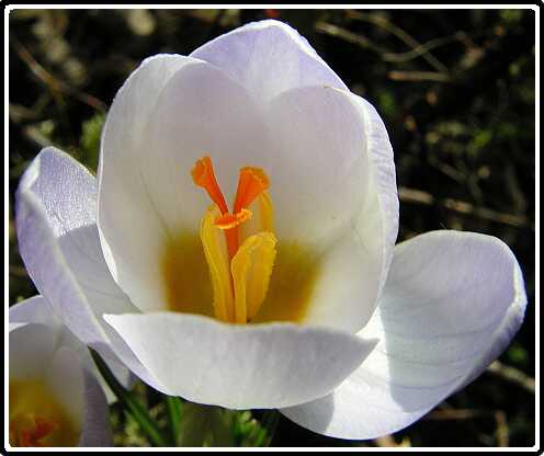 211: Krokus_H3010121<br>01-03-2003