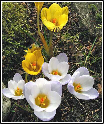 229: Krokus_IP3050169PSECorr<br>05-03-2003