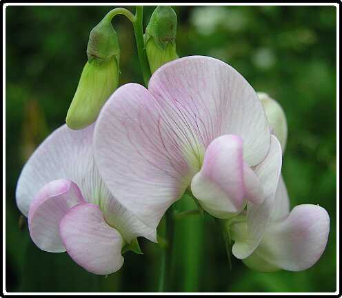 231: LathyrusP6292137<br>29-06-2003