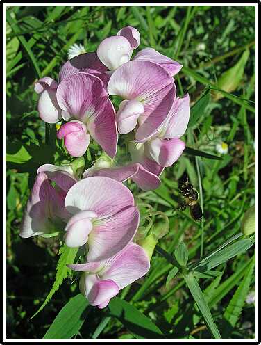 230: LathyrusP7192401<br>19-07-2003