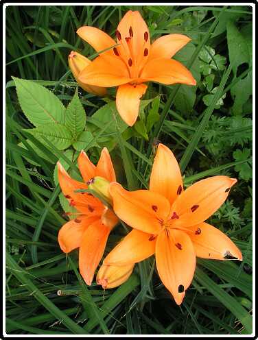 234: LelieP6292125<br>29-06-2003