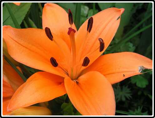 235: LelieP6292126<br>29-06-2003