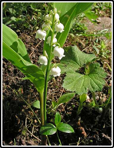 236: LelieVanDalenP5071246<br>07-05-2003