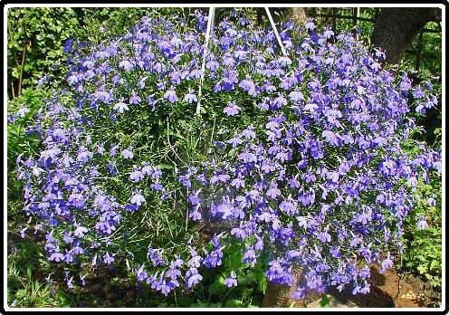 238: LobeliaPA5071280<br>07-05-2003