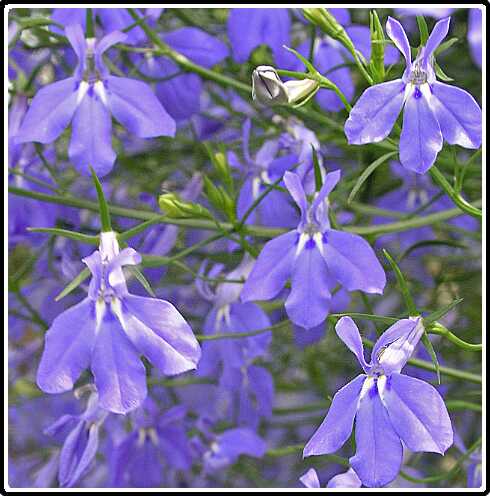 241: LobeliaPB5071275<br>07-05-2003