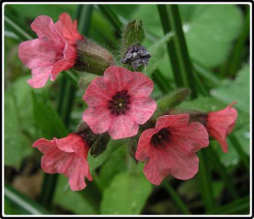 242: LongkruidP4301106<br>30-04-2003