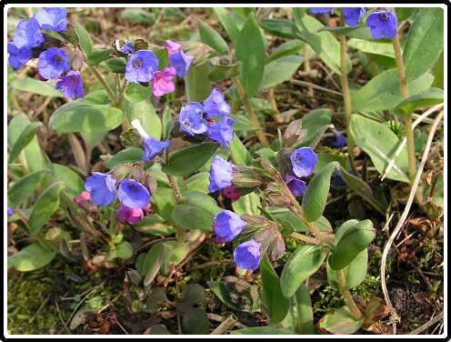 245: LookZLookPA3250603<br>25-03-2003