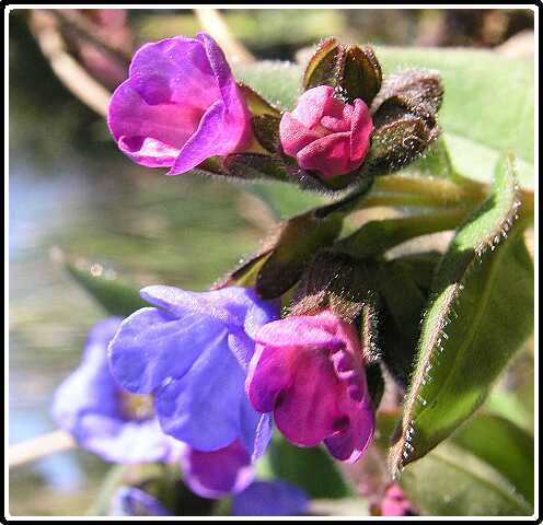 243: LookZLookPB3220497<br>22-03-2003