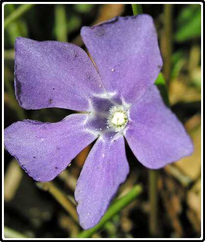 248: MaagdenPalmP4010670<br>01-04-2003