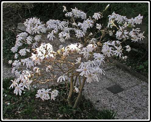 251: MagnoliaP4160868<br>16-04-2003