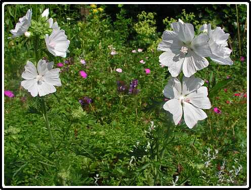 253: MalvaP6181904<br>18-06-2003