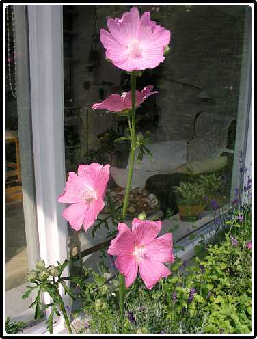 254: MalvaP6181905<br>18-06-2003