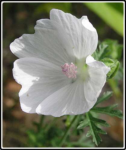 256: MalvaP8262754<br>26-08-2003