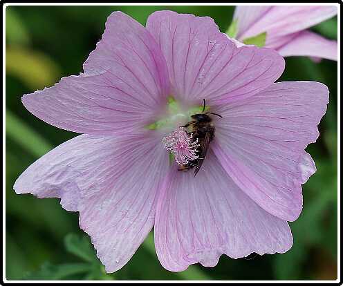 170: Malva_130730_1112 (2)<br>30-07-2013