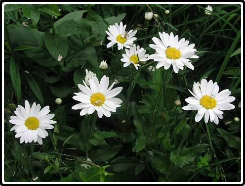 257: MargrietP6282087<br>28-06-2003