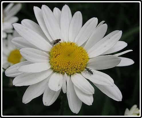 258: MargrietP6282088<br>28-06-2003