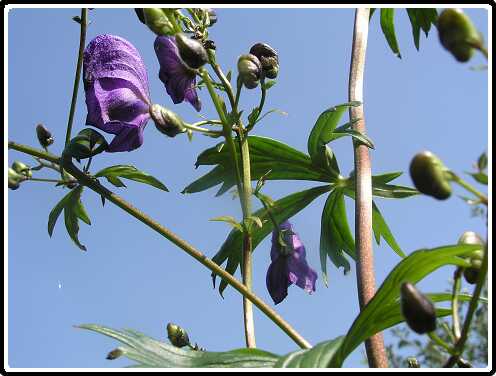 259: MonnikskapP7212424<br>21-07-2003