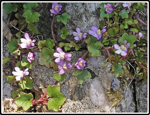 262: MuurLeeuwenbekP4231005<br>23-04-2003