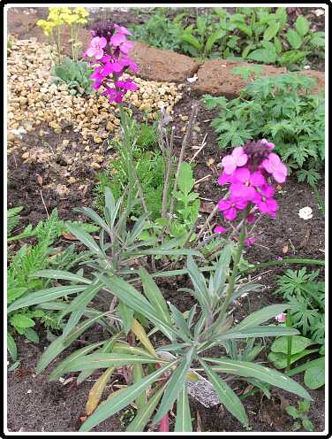 260: MuurbloemP4301113<br>30-04-2003