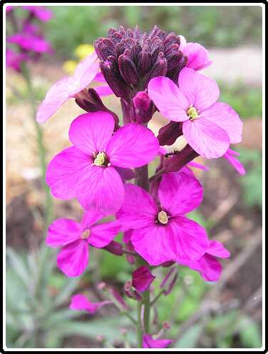 261: MuurbloemP4301116<br>30-04-2003